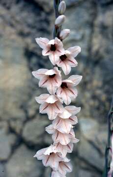 Image of Gladiolus hollandii L. Bolus