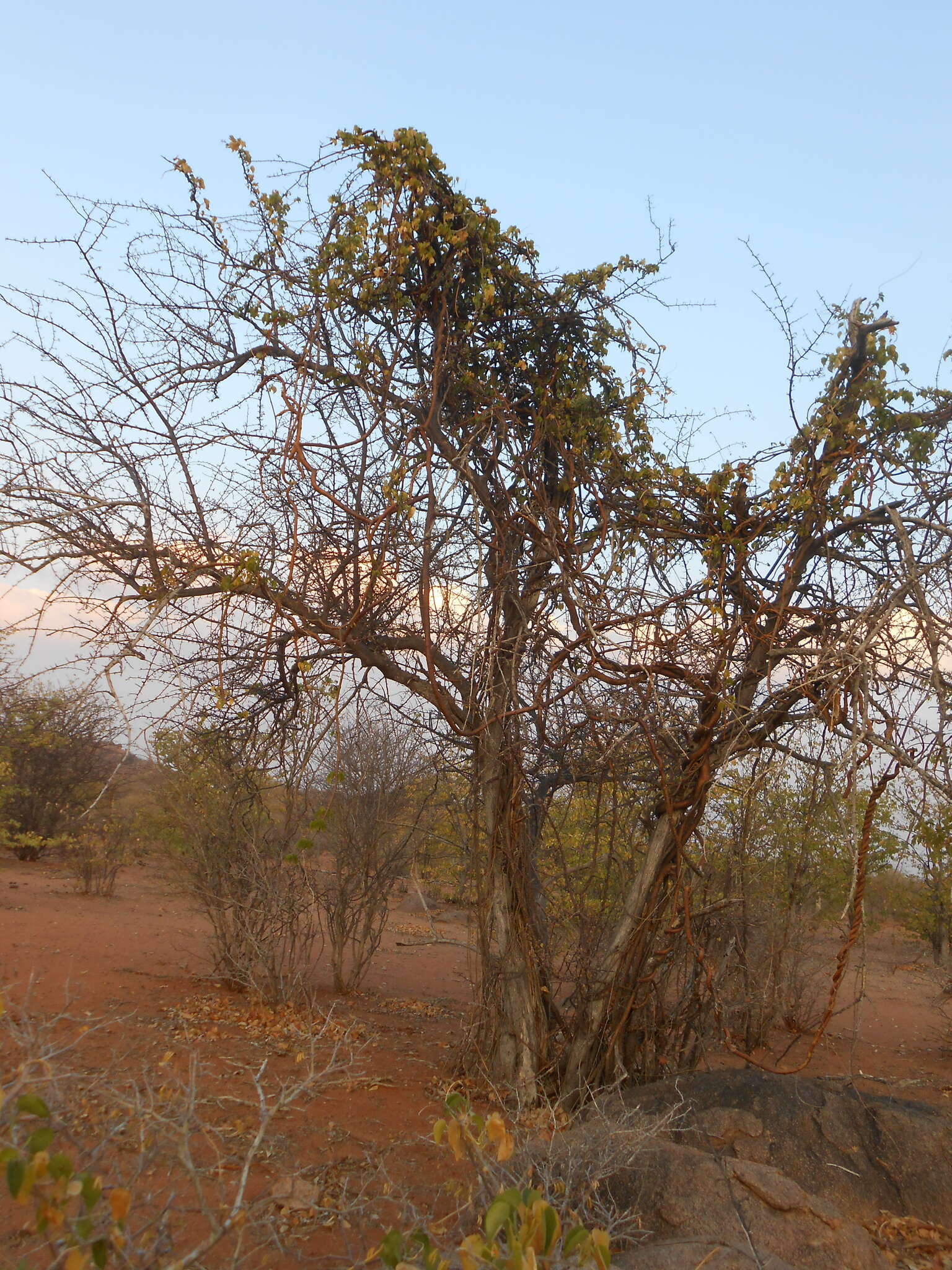 Image of Tinospora fragosa (Verdoorn) Verdoorn & Troupin