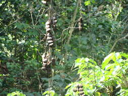 Image of Mucuna argyrophylla Standl.