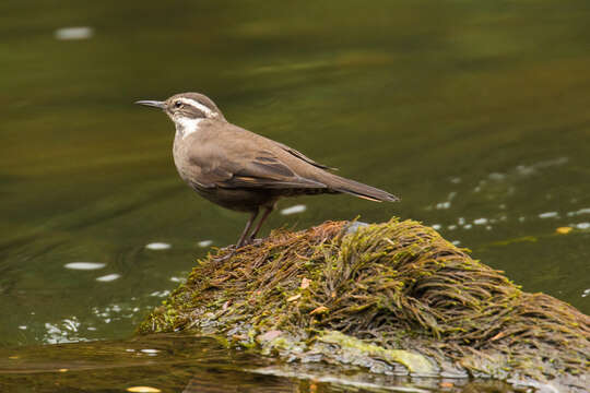 Image of Dark-bellied Cinclodes