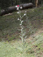 Слика од Cirsium occidentale var. candidissimum (Greene) J. F. Macbr.