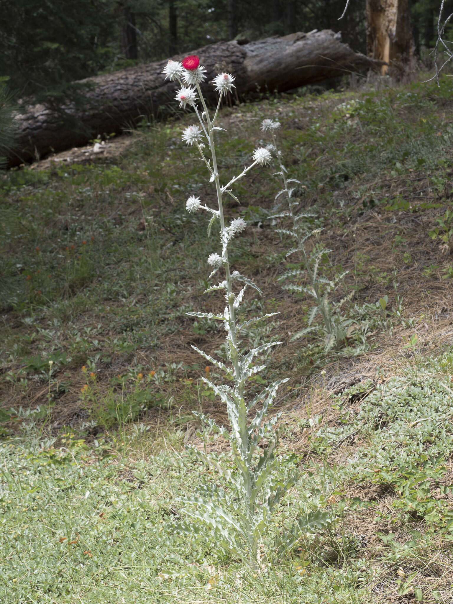 Image of snowy thistle