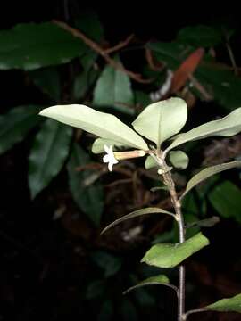 Image of Alseuosmia banksii A. Cunn.