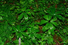 Image of Arisaema thunbergii subsp. autumnale J. C. Wang, J. Murata & H. Ohashi