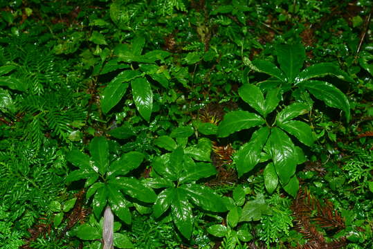 Image of Arisaema thunbergii subsp. autumnale J. C. Wang, J. Murata & H. Ohashi