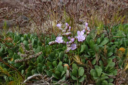 Image of Limonium hyblaeum Brullo