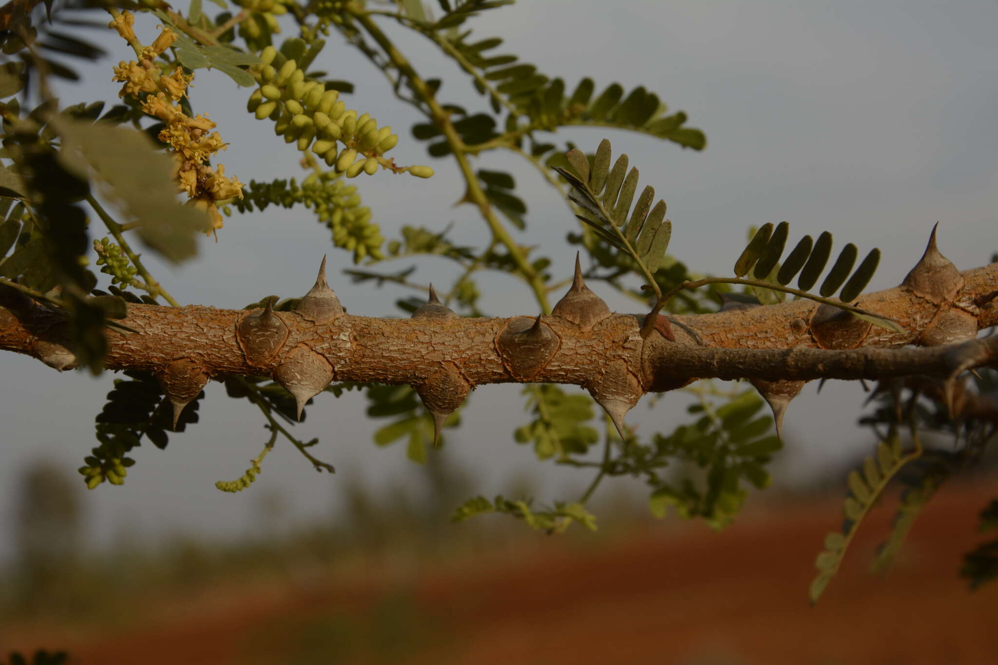 Image de Prosopis cineraria (L.) Druce