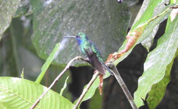 Image of White-tailed Sabrewing