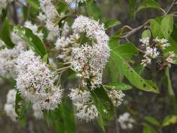 Image de Eremosis leiocarpa (DC.) Gleason