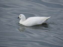 Image of Kelp Goose