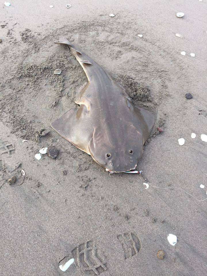 Image of Chilean Angel Shark