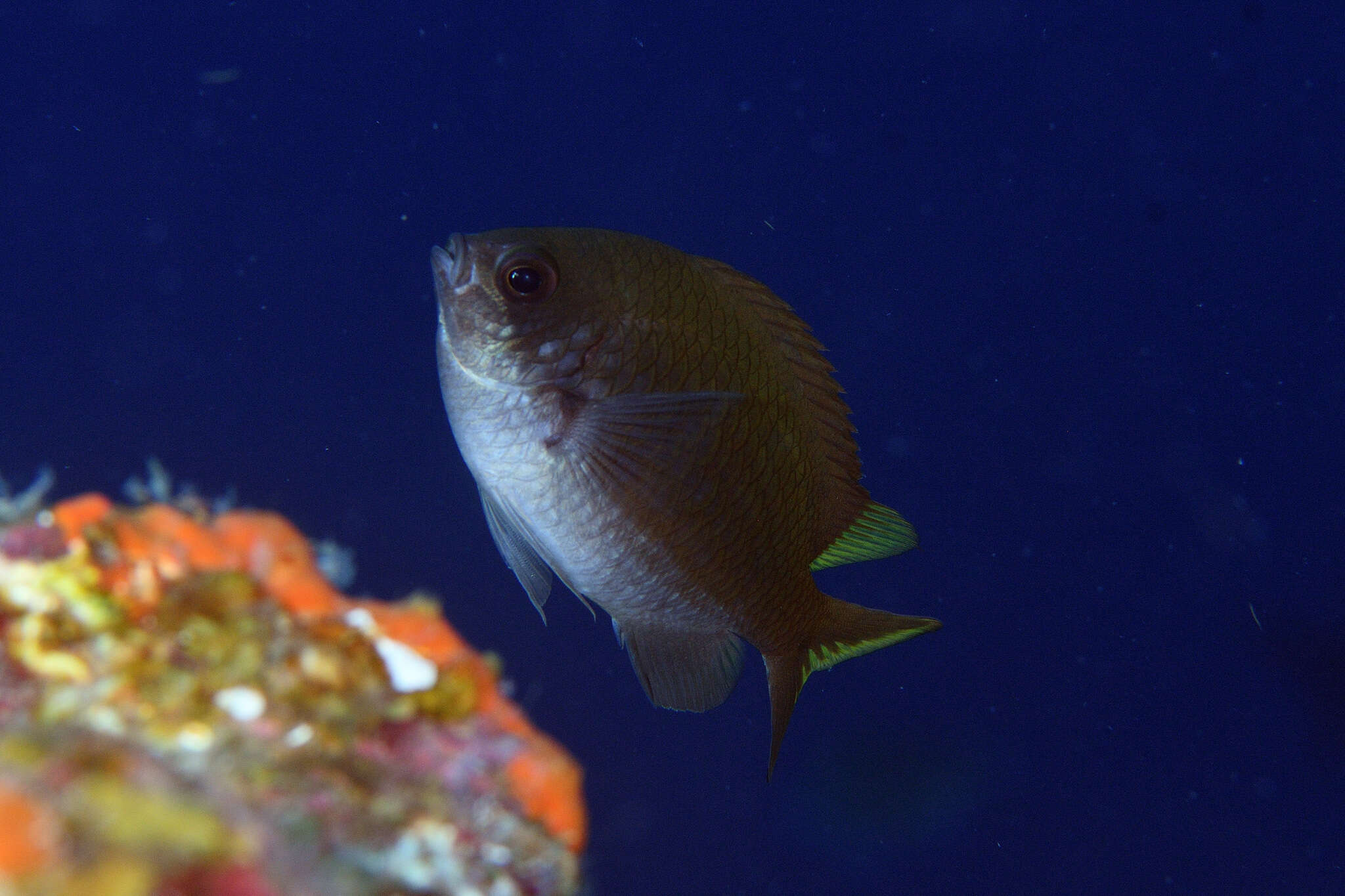 Слика од Chromis insolata (Cuvier 1830)