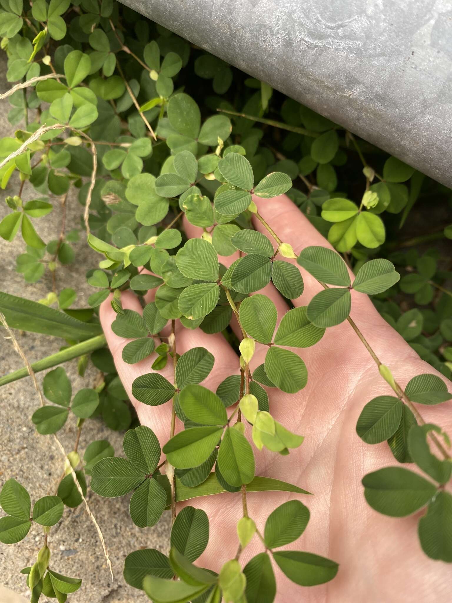 Image of Korean clover