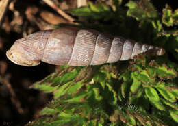 Imagem de Clausilia pumila C. Pfeiffer 1828