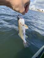 Image of Sand Seatrout