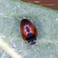 Image of Lady beetle