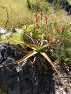 Image de Aloe suarezensis H. Perrier