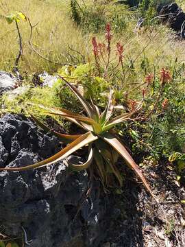 Aloe suarezensis H. Perrier resmi