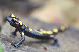 Image of North African Fire Salamander