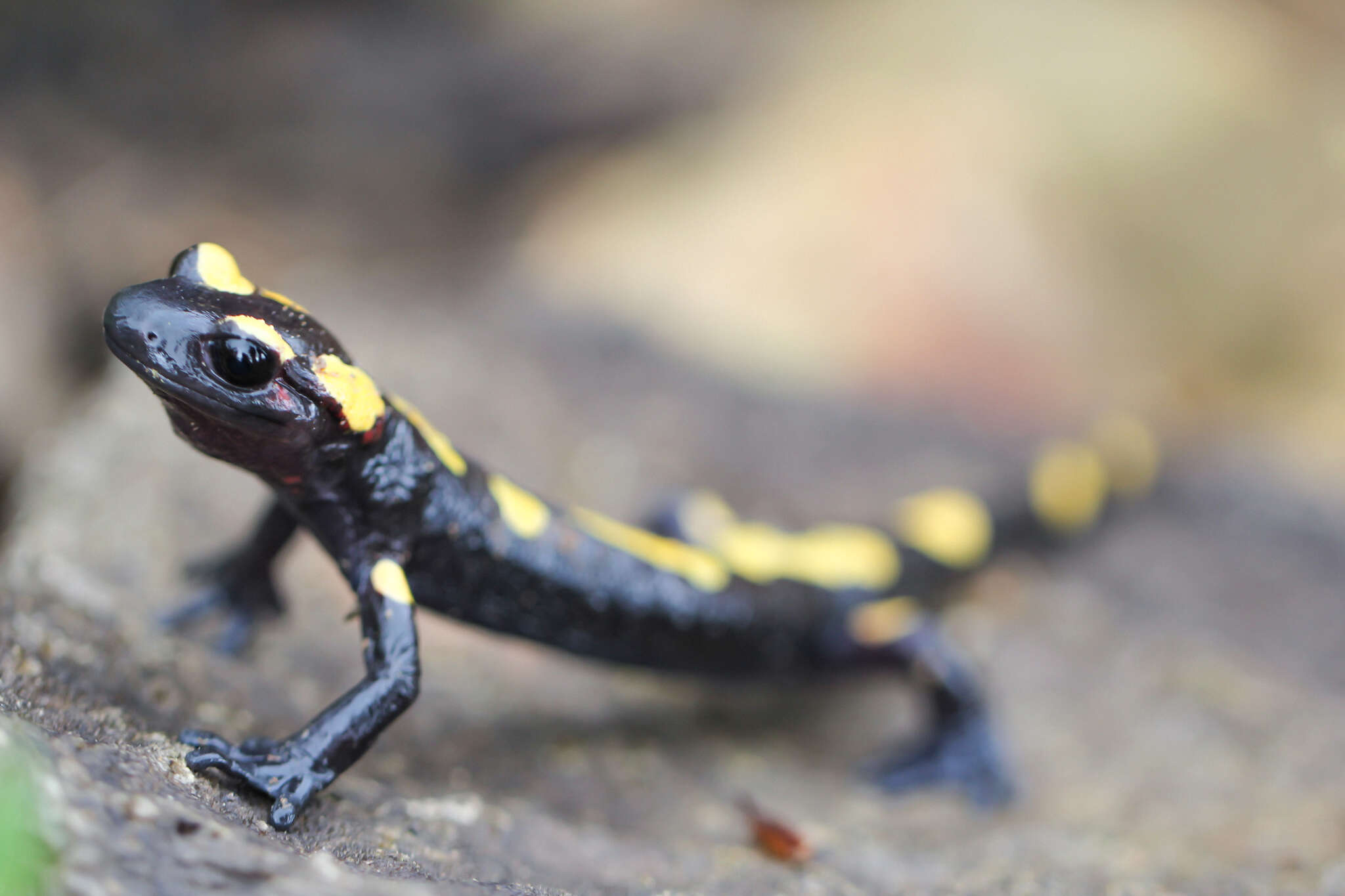 Image of North African Fire Salamander