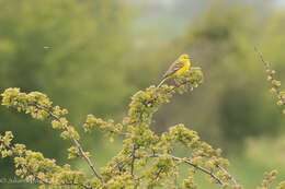 صورة Motacilla flava flavissima (Blyth 1834)