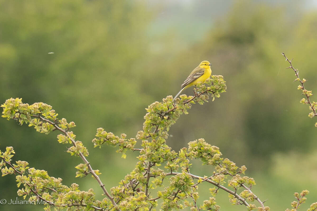 صورة Motacilla flava flavissima (Blyth 1834)