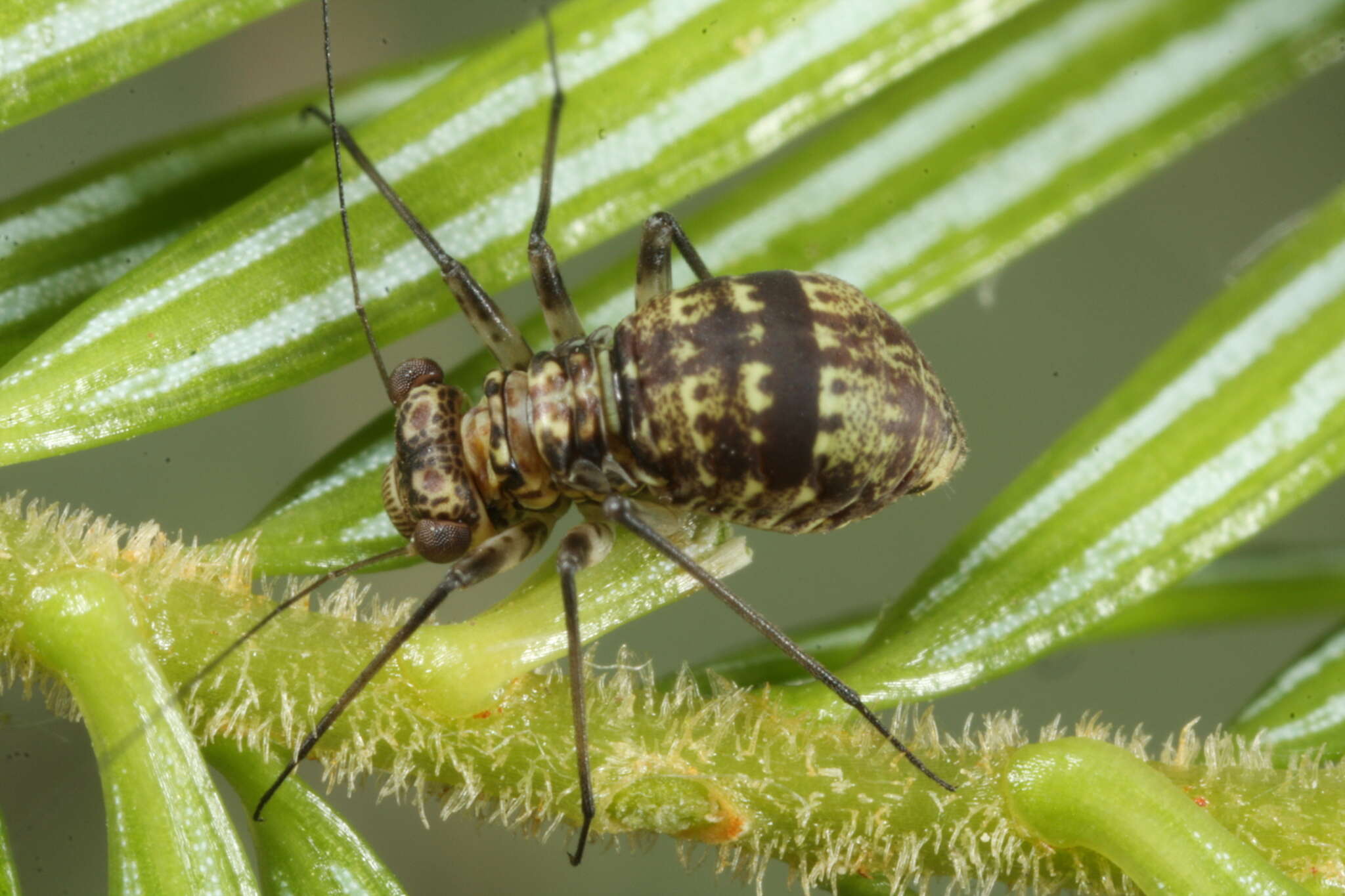 Mesopsocus immunis (Stephens 1836) resmi