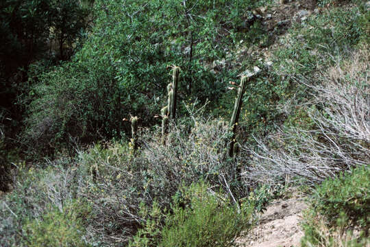 Image of Echinopsis volliana (Backeb.) H. Friedrich & G. D. Rowley