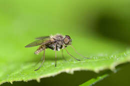 Image of Chrysopilus pilosus Leonard 1930