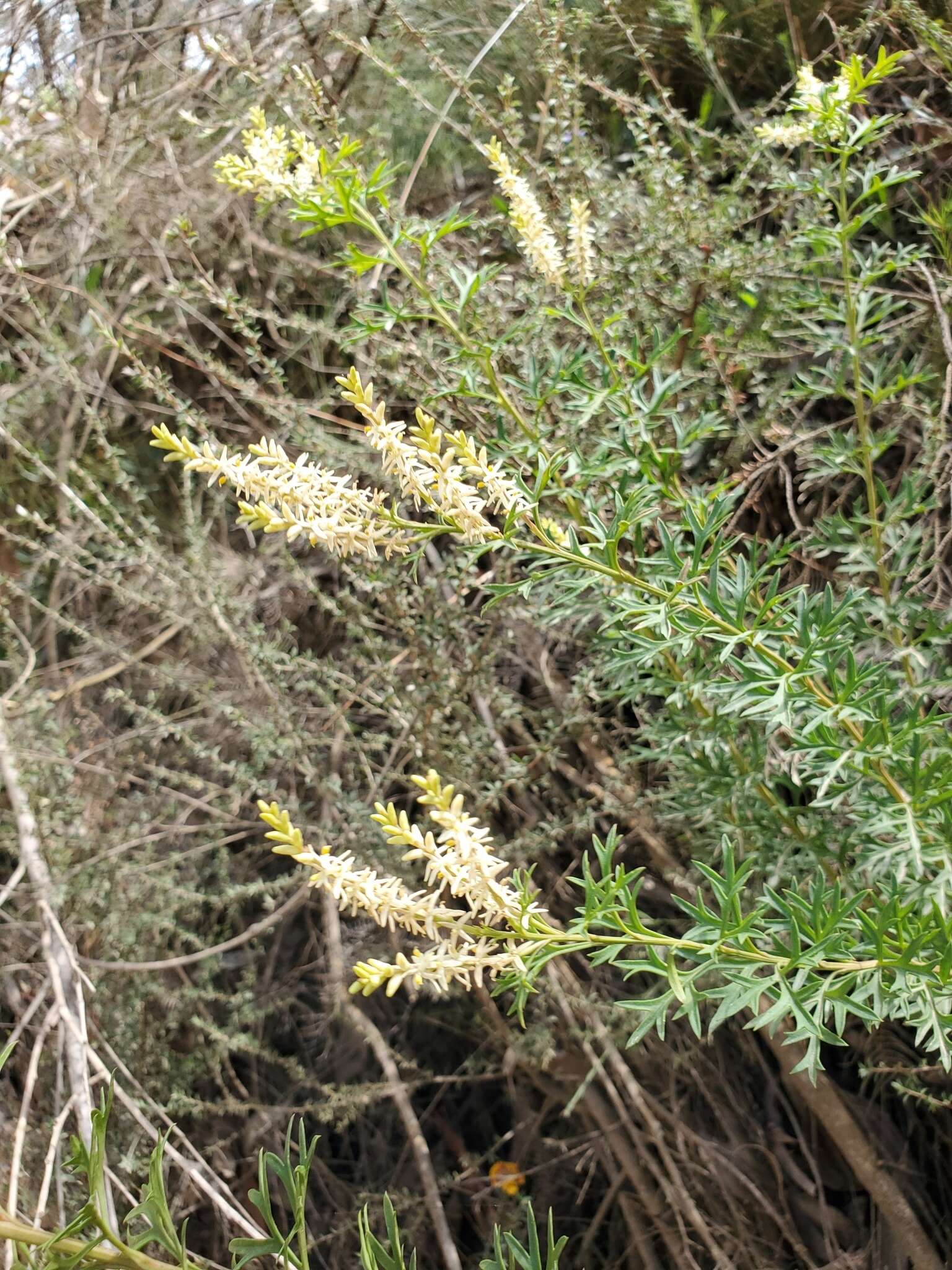 Imagem de Symphionema montanum R. Br.