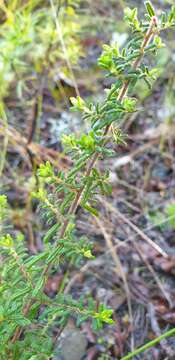 Image of Pomaderris phylicifolia Lodd.