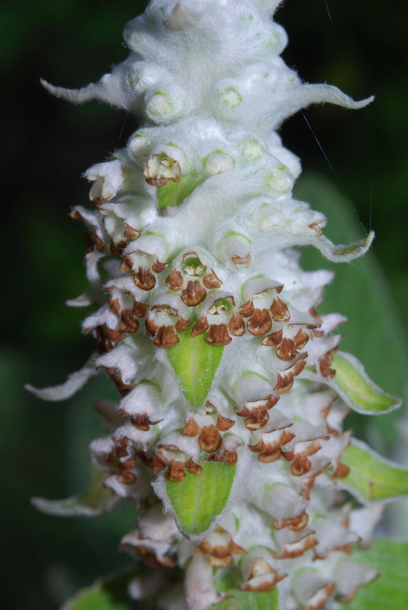 Слика од Sideritis macrostachyos Poir.