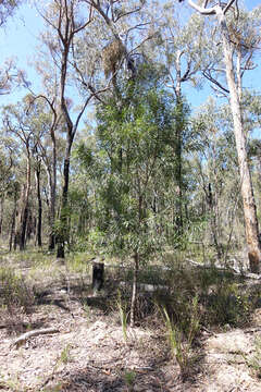 Image of Hakea eriantha R. Br.