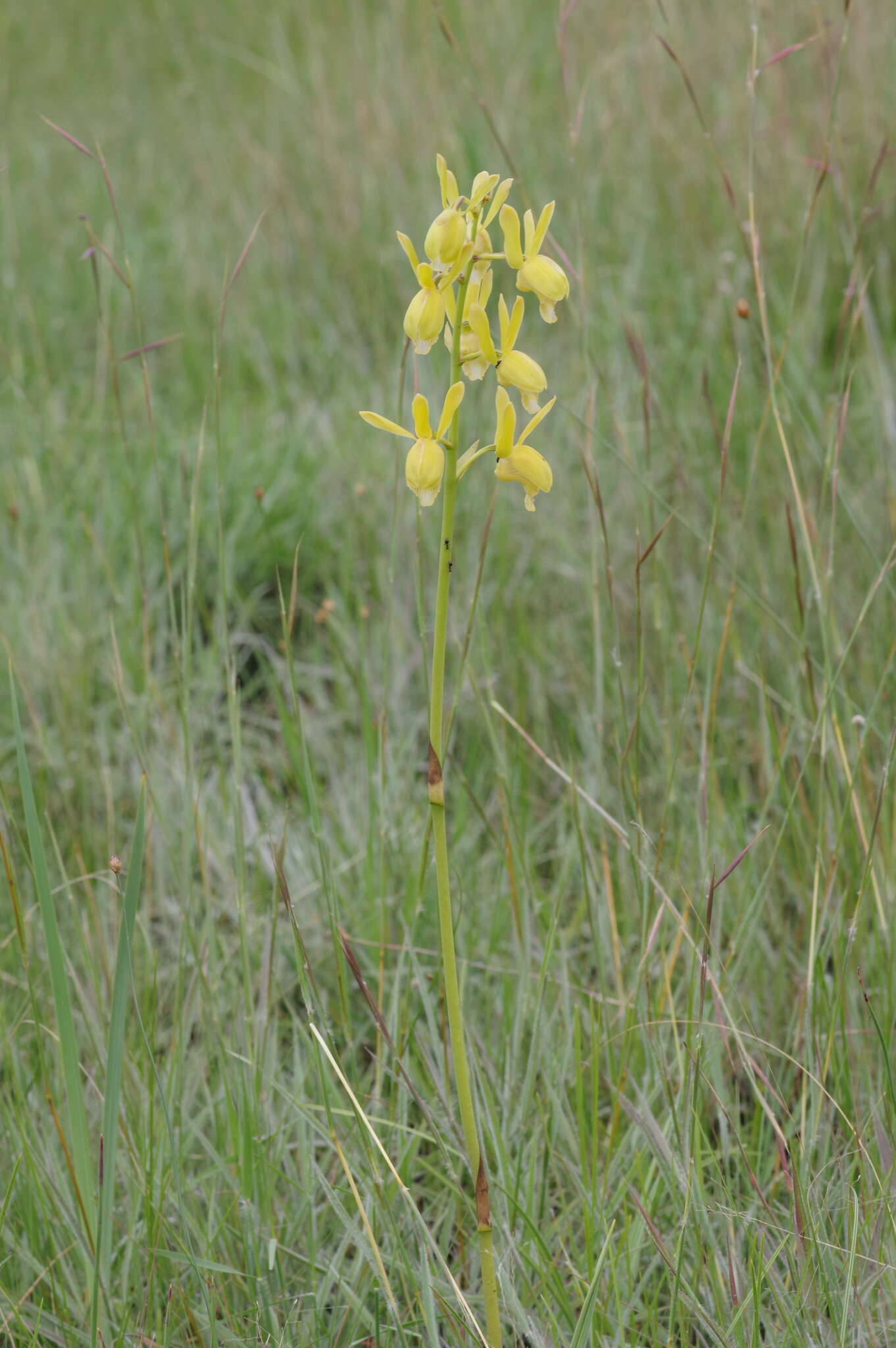 Image de Eulophia angolensis (Rchb. fil.) Summerh.