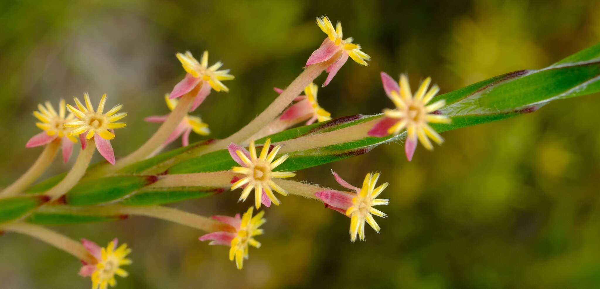 Image of Struthiola garciana C. H. Wright