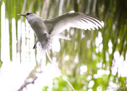 Image of White-tailed Tropicbird