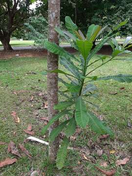 Image of Wild Cashew