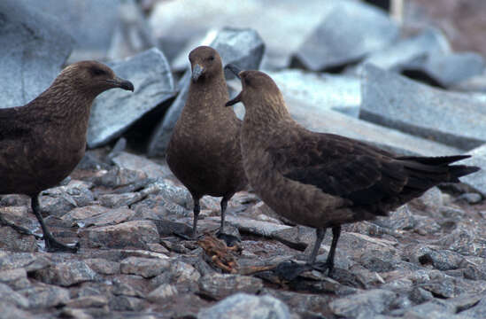 Image of South Polar Skua