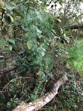Image of Wild Asparagus