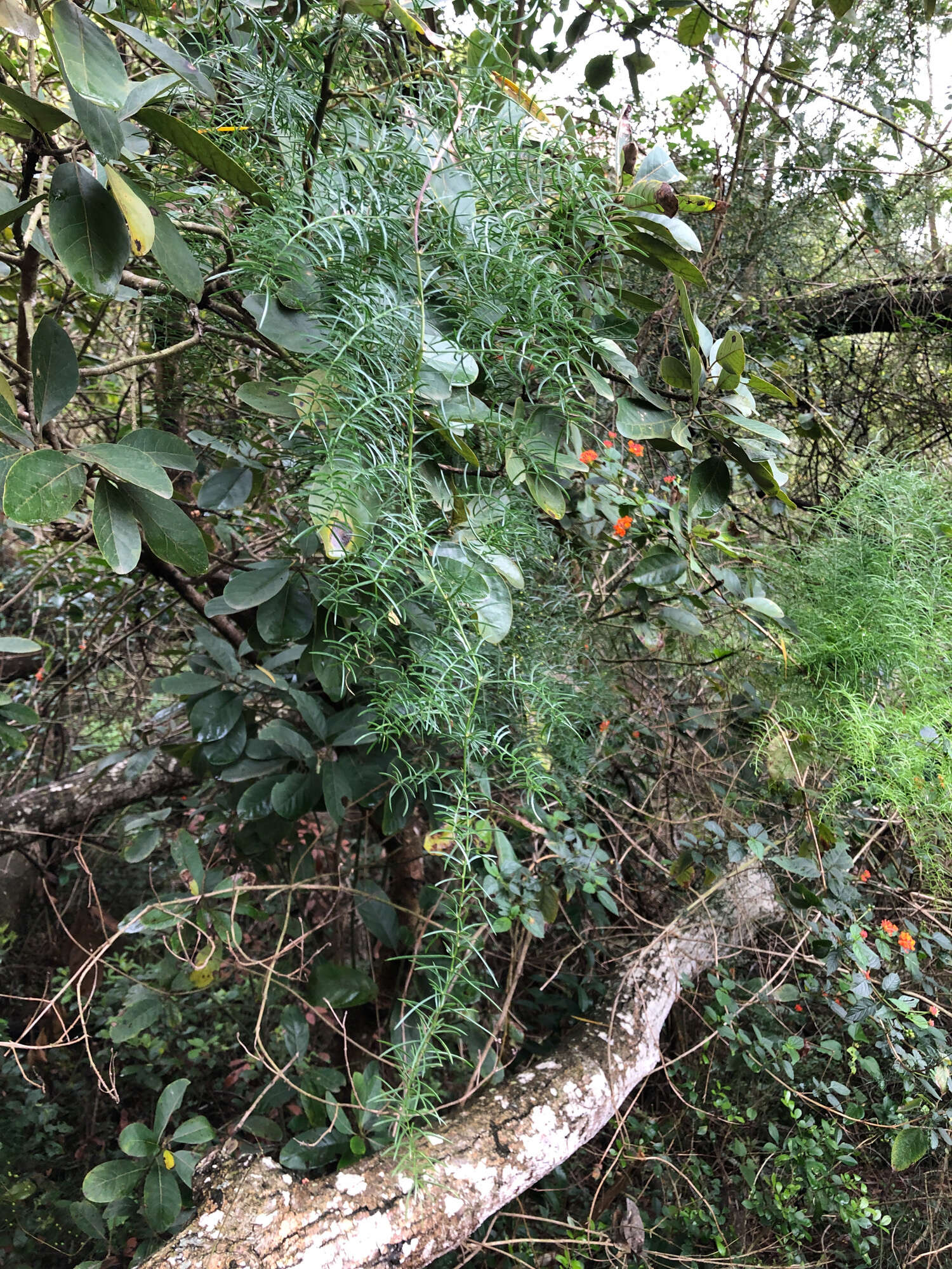 Image of Asparagus cochinchinensis (Lour.) Merr.