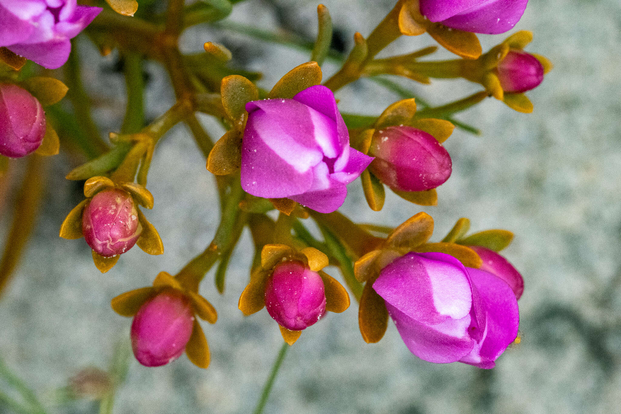 Image of Chironia linoides L.