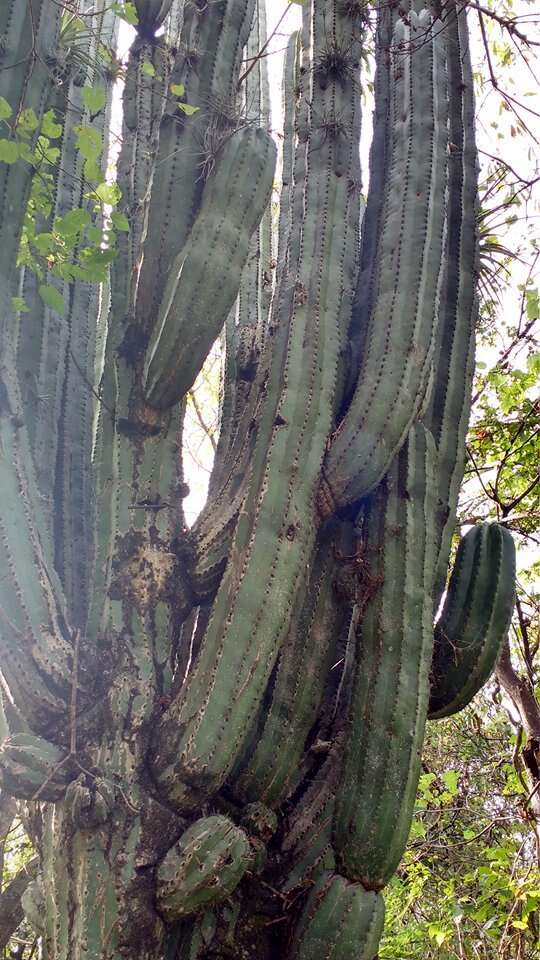 Image of Pachycereus grandis Rose