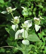 Image of Florida Mountain-Mint