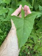 Image of false Indian plantain