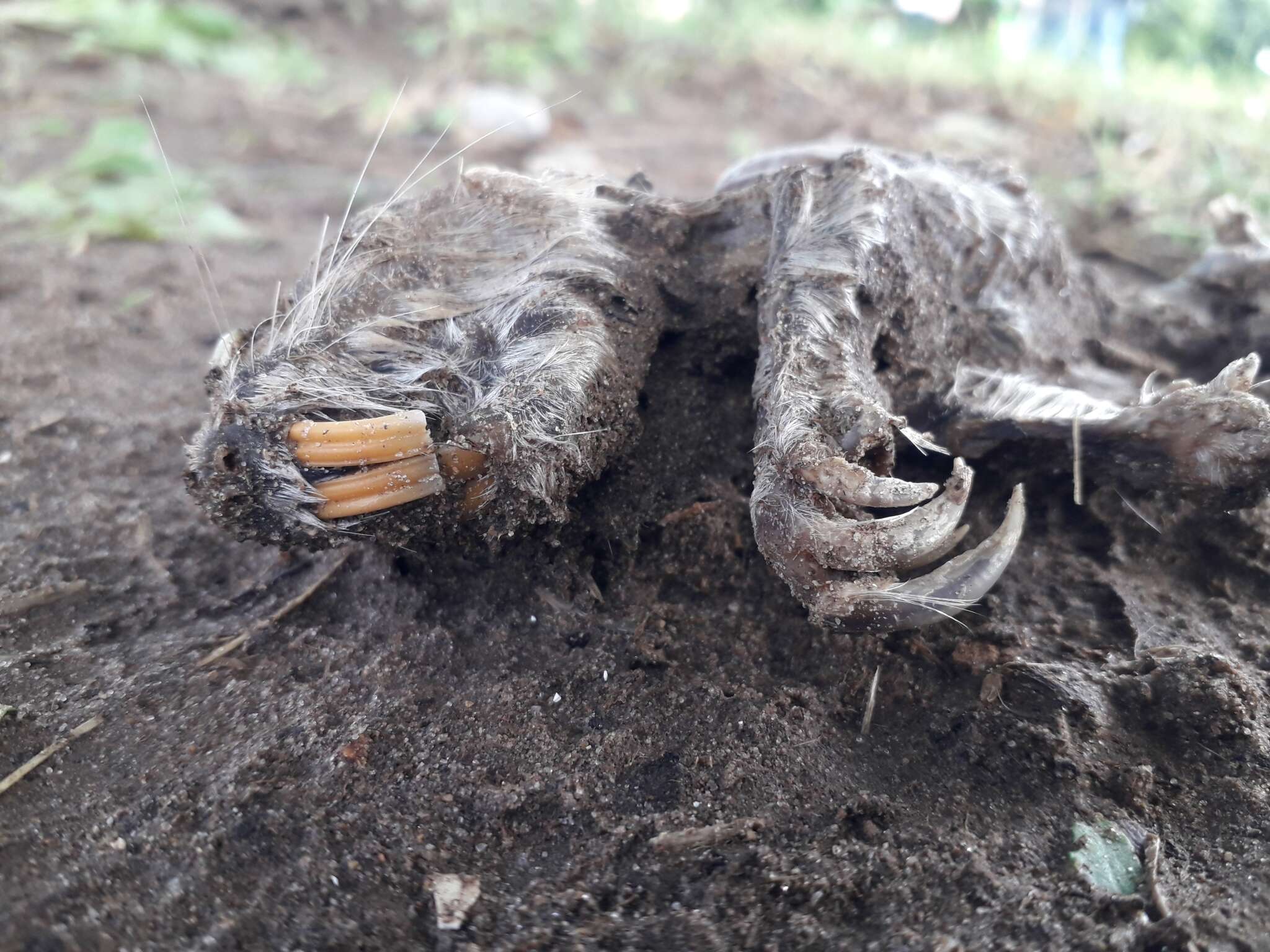 Image of desert pocket gopher