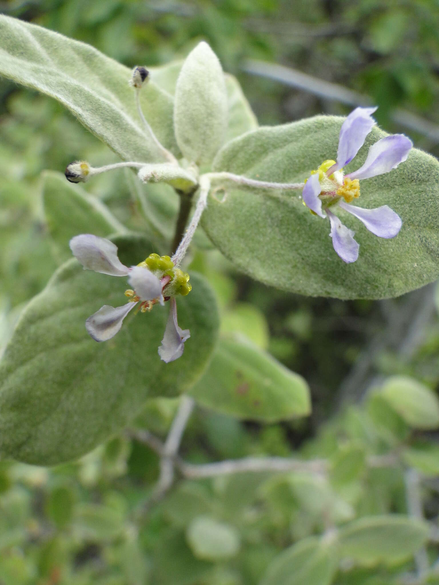 Слика од Calcicola parvifolia (A. Juss.) W. R. Anderson & C. Davis