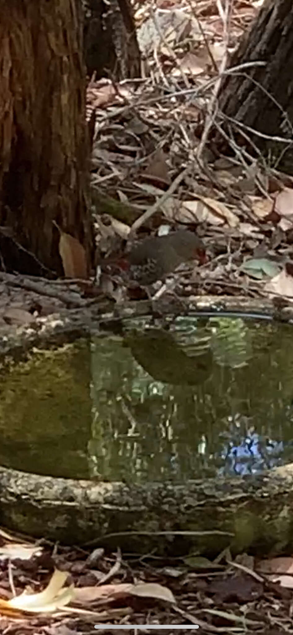 Image of Red-eared Firetail