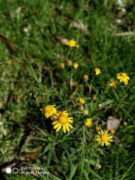 Image of Madagascar ragwort