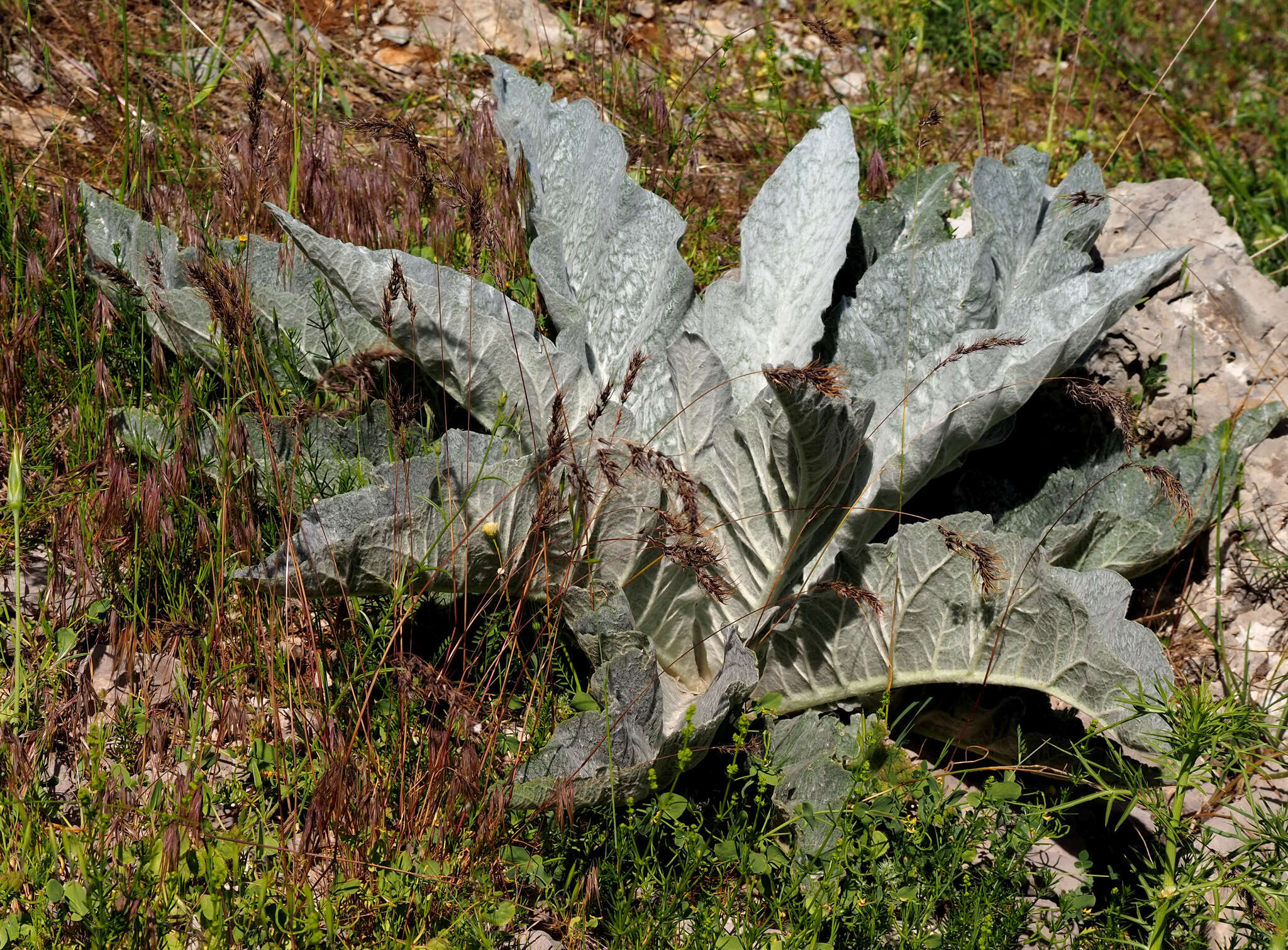 Image of Verbascum qulebicum Post