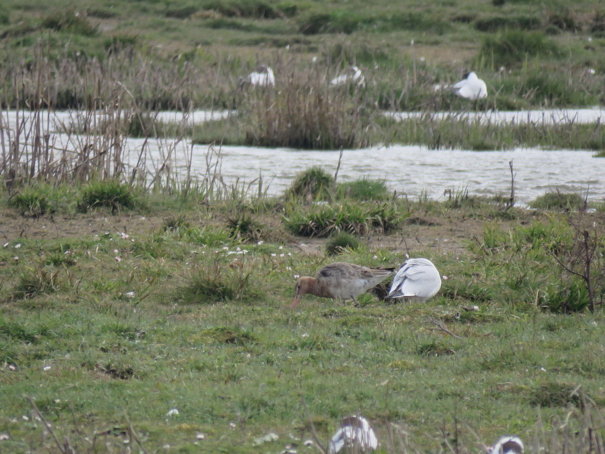 Image of Limosa limosa islandica Brehm & CL 1831